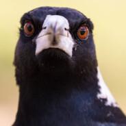 bladestorm108's Stream profile image