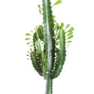 Euphorbia trigona's Stream profile image