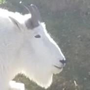 thelimpllama's Stream profile image