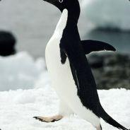 SpankyThePenguin's - Steam avatar