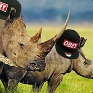 SwaggyRhino's Stream profile image