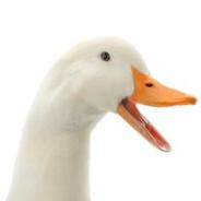 Duckman's Stream profile image