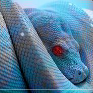 Crazy-snake's Stream profile image