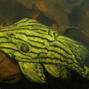 Plecostomus's - Steam avatar