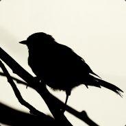 Birdy's - Steam avatar