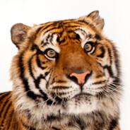 Richard Parker's Stream profile image