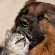 cat5's Stream profile image