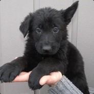 Delleska's Stream profile image