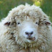 SheepyDrew's Stream profile image