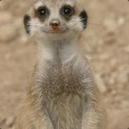 Likes_Meerkats's - Steam avatar