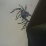 roberto.filter's Stream profile image
