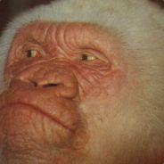 Morgo's Stream profile image