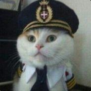 Captain Kitten's Stream profile image