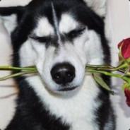alosky's Stream profile image