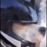 El perro motociclon's - Steam avatar