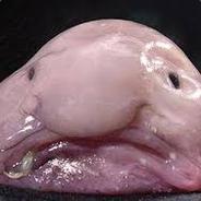 Bleb Feesh's Stream profile image