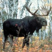 The Moose's Stream profile image