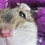 Hamster's Stream profile image