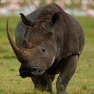 RHINOCEROS's Stream profile image