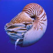 Nautilus's - Steam avatar