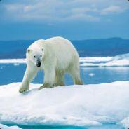 KillerPolarBear's - Steam avatar