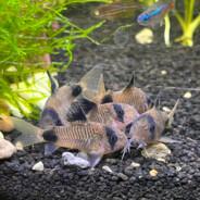 patchi corydoras's Stream profile image