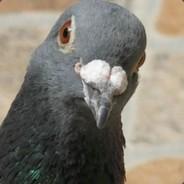 [TNT] Pruu's Stream profile image