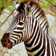 Zebra kawaiii TV's Stream profile image