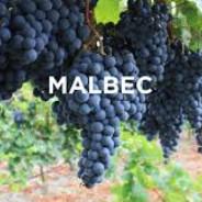 Malbec's - Steam avatar