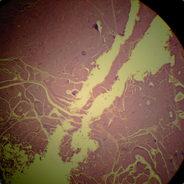 Wissk's - Steam avatar