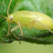 rabid aphid's - Steam avatar