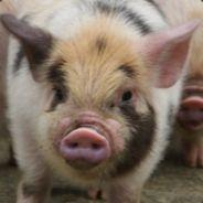 Spicyvegetable's Stream profile image