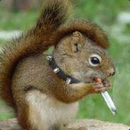 EastSideSquirrel's Stream profile image