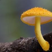 Fungi's - Steam avatar