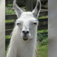 Angry Llama's Stream profile image