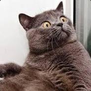 (KIA)NECROBUTCHER's Stream profile image