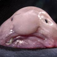 Blob Fish's Stream profile image