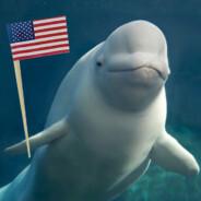 Beluga Whale's Stream profile image
