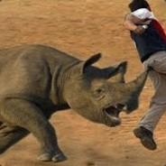 Rushing Rino's - Steam avatar