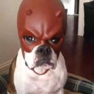 Daredevil dog's Stream profile image