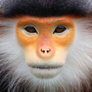 The Red-Shanked Duke's - Steam avatar