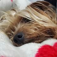 nicolasb9914's Stream profile image