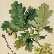 Quercus Robur's - Steam avatar