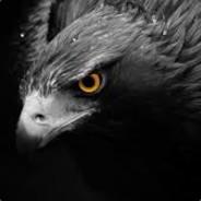 Darkki's - Steam avatar