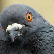 BirdFeelings's - Steam avatar