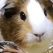Kampfschnitzel's - Steam avatar
