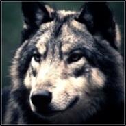 -Aurimas- rustchance.com's Stream profile image