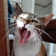 hpereira1's Stream profile image