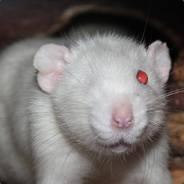 Mr. Ratamacho [CMB] [CHI]'s - Steam avatar