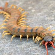 La Escolopendra Asesina's Stream profile image